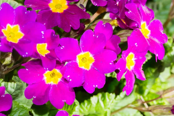 Pequenas flores de flores — Fotografia de Stock