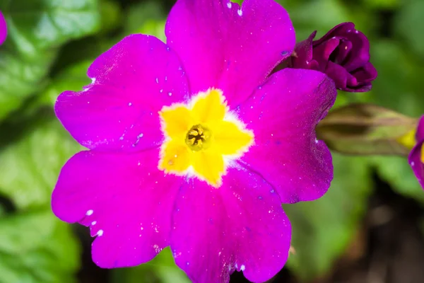 Pequenas flores de flores — Fotografia de Stock