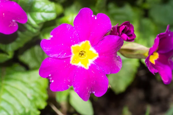 Pequenas flores de flores — Fotografia de Stock