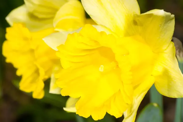 Kleine Blümchen — Stockfoto