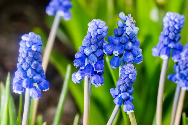 Kleine Blümchen — Stockfoto