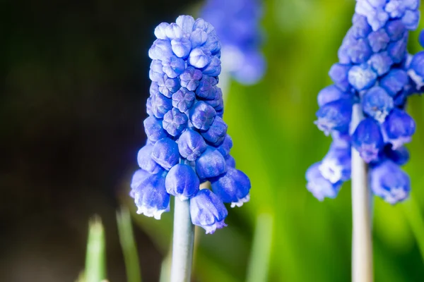 Kis virág virágok — Stock Fotó