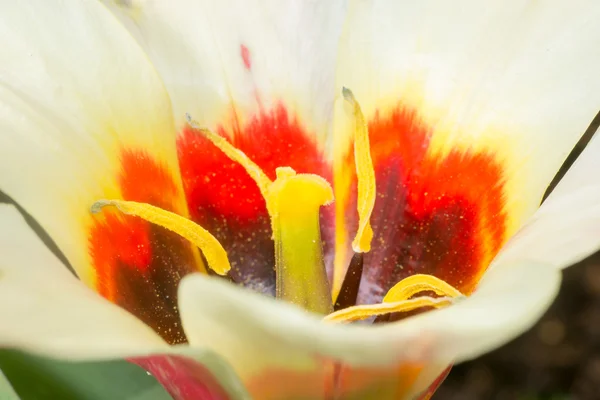 Lily estambre cerca — Foto de Stock