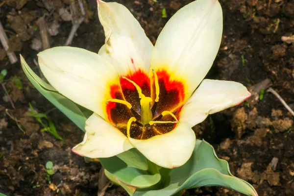 Lily tyčinka zavřít — Stock fotografie