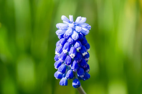 Kis virág virágok — Stock Fotó