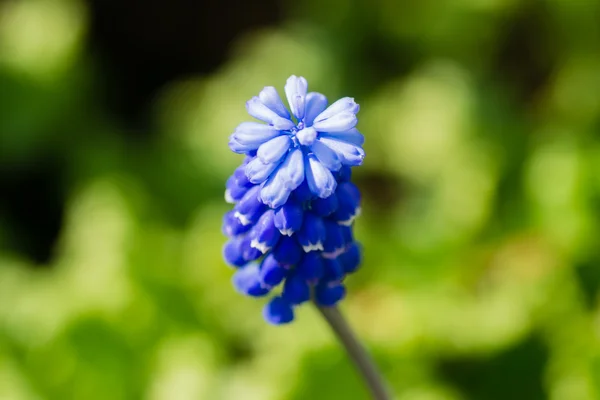 Little flower flowers — Stock Photo, Image