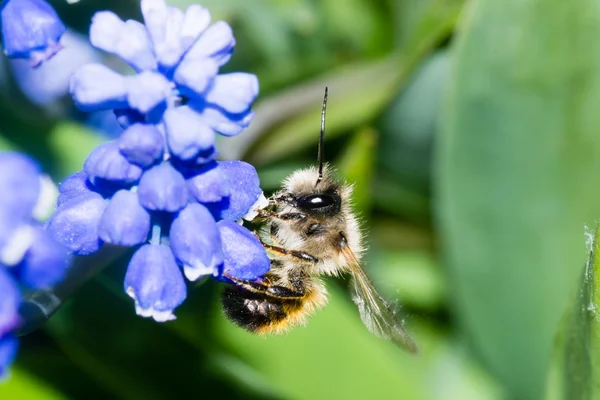 벌 꽃 수 분 — 스톡 사진