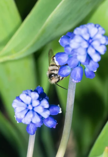 Bee bloem bestuiving — Stockfoto