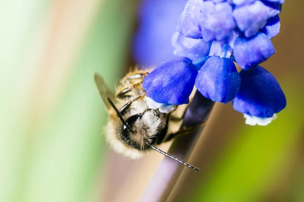 Bee blomma pollinering — Stockfoto