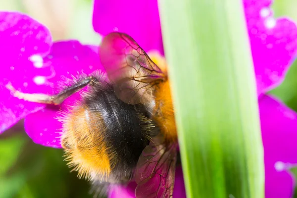 Včelí květina opylení — Stock fotografie