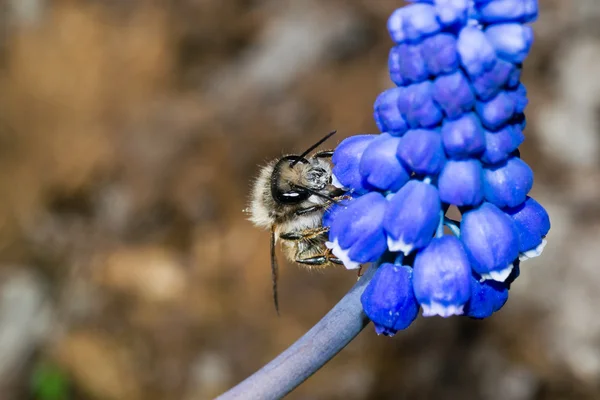 Bee bloem bestuiving — Stockfoto