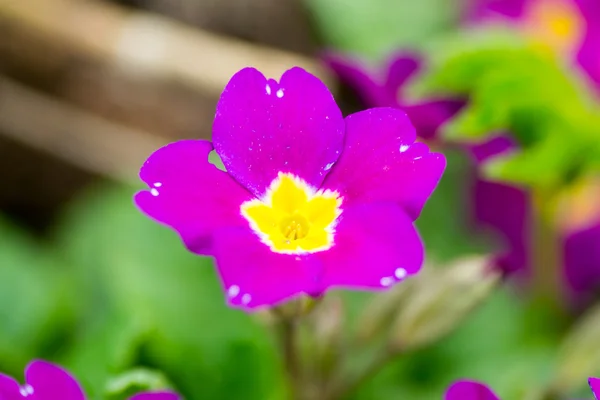 Küçük çiçek çiçekler — Stok fotoğraf