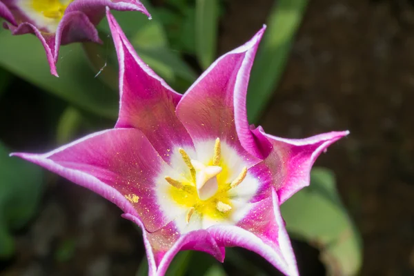 Little flower flowers — Stock Photo, Image