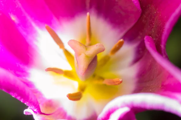 小さな花の花 — ストック写真