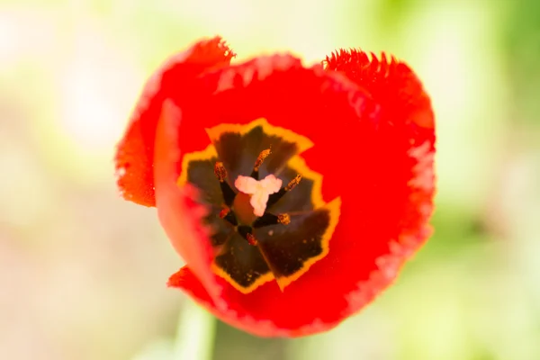 Tulipán sobre la naturaleza — Foto de Stock