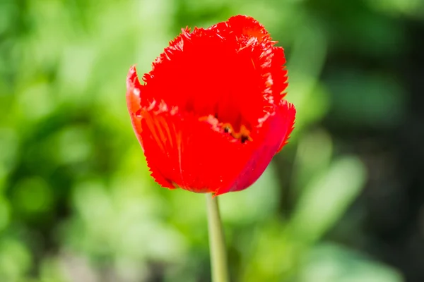 Tulipán sobre la naturaleza — Foto de Stock