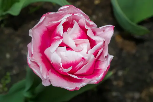 Florecitas — Foto de Stock