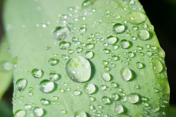 Gotas de rocío deslizándose — Foto de Stock