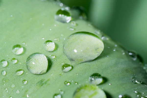 Gotas de rocío deslizándose — Foto de Stock