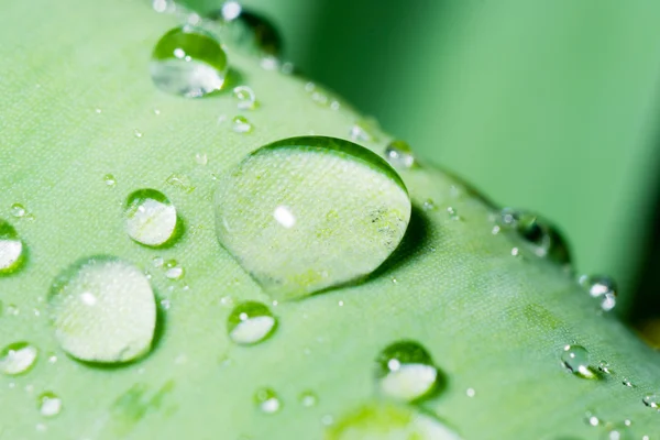 Gotas de rocío deslizándose — Foto de Stock