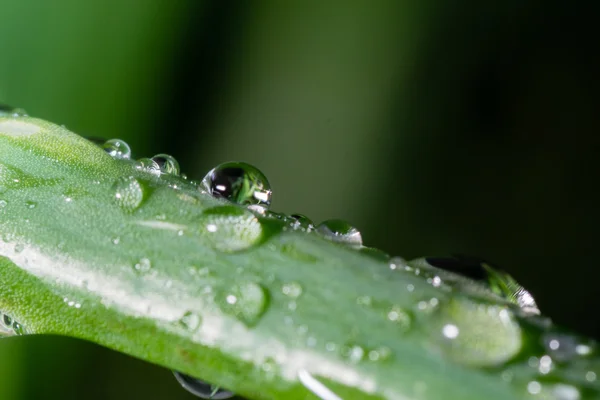 Gotas de rocío deslizándose — Foto de Stock