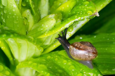 salyangoz içinde belgili tanımlık geçmiş