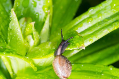 salyangoz içinde belgili tanımlık geçmiş