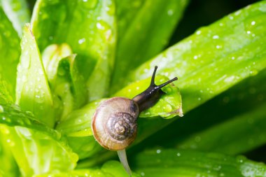 salyangoz içinde belgili tanımlık geçmiş