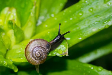 salyangoz içinde belgili tanımlık geçmiş