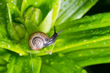 salyangoz içinde belgili tanımlık geçmiş
