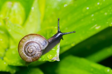 salyangoz içinde belgili tanımlık geçmiş