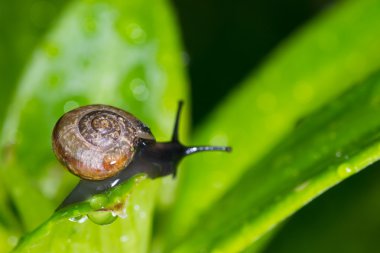 salyangoz içinde belgili tanımlık geçmiş