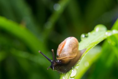 salyangoz içinde belgili tanımlık geçmiş