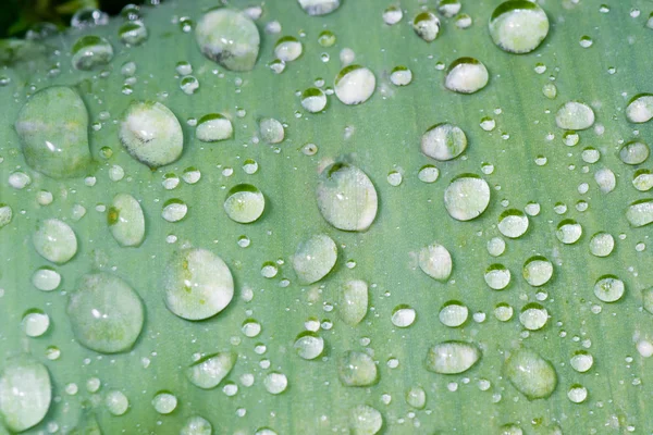 Gotas de rocío deslizándose — Foto de Stock