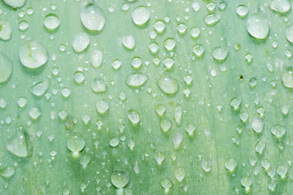 Gotas de rocío deslizándose — Foto de Stock