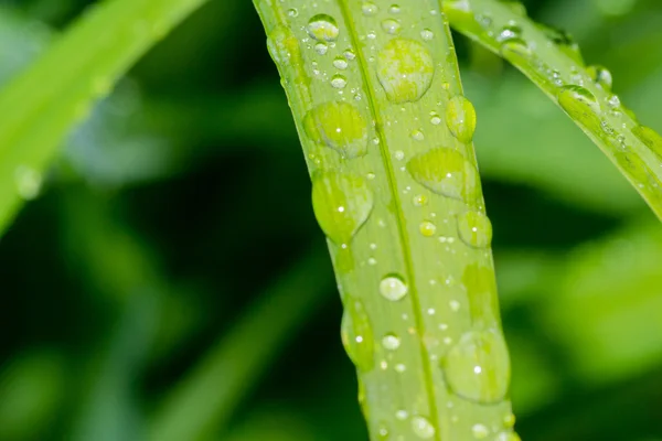 Gotas de rocío deslizándose — Foto de Stock