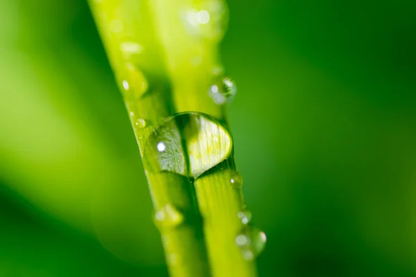 Gotas de rocío deslizándose — Foto de Stock