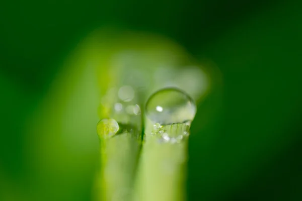 Gotas de rocío deslizándose — Foto de Stock