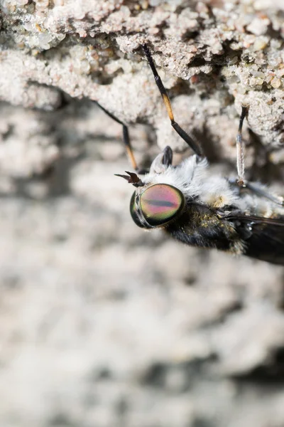 La mouche, assise — Photo