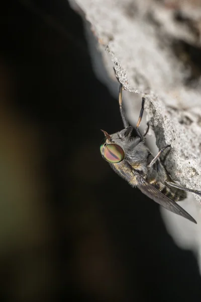 La mouche, assise — Photo