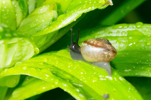 The snail in the background — Stock Photo, Image