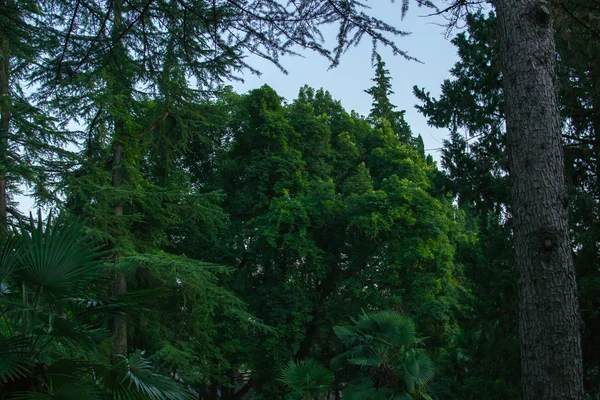 Bakgrunden naturen skog — Stockfoto