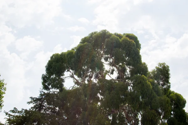 Дерево в облаках — стоковое фото