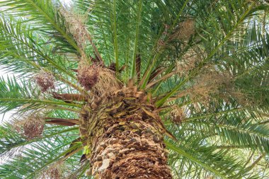 arka plan ağaç doğa orman