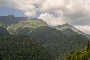 dağ orman manzarası