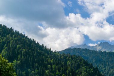 dağ orman manzarası