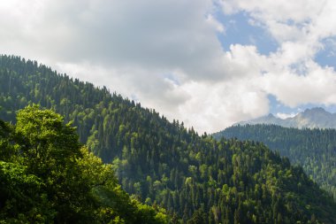 dağ orman manzarası