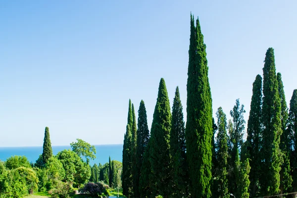 La vegetazione del mare — Foto Stock