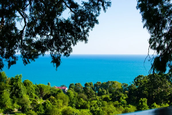 La vegetazione del mare — Foto Stock