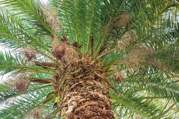 arka plan ağaç doğa orman